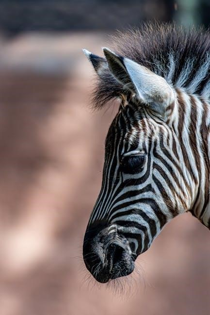 zebra scanner manual